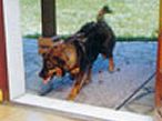 paillassons chiens