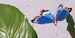 papillon mobile solaire